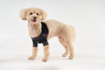 犬用のサポーター用品