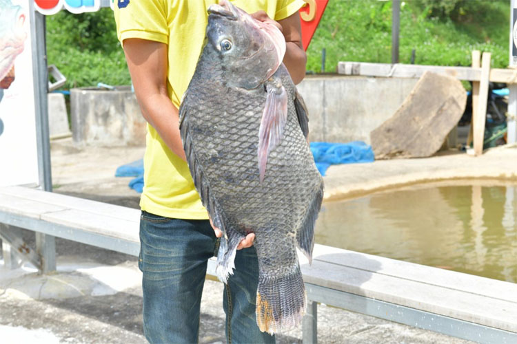 べトン郡のティラピア