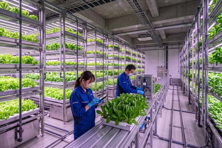 屋内型植物工場