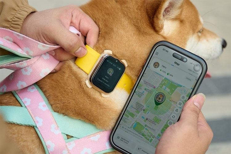 犬の首輪に装着された「ＡＩＳスマート・ペッツ・フォン」